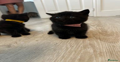 British Shorthair cats - Advert 1