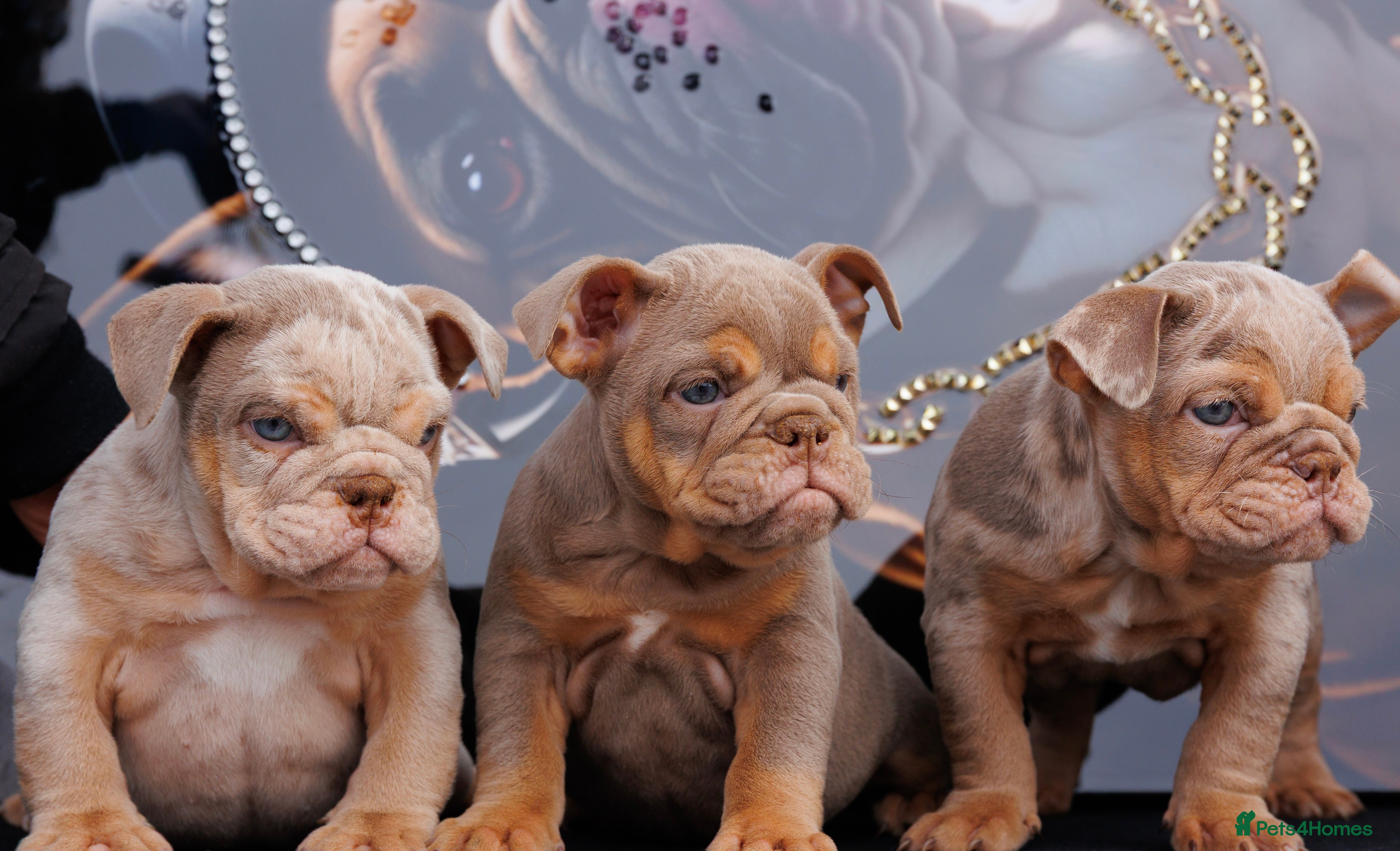 English Bulldog dogs ENGLISH BULLDOGS MERLE EPIC BULLYZ LILAC  - Advert 2