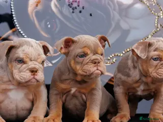 English Bulldog dogs ENGLISH BULLDOGS MERLE EPIC BULLYZ LILAC - Advert 2