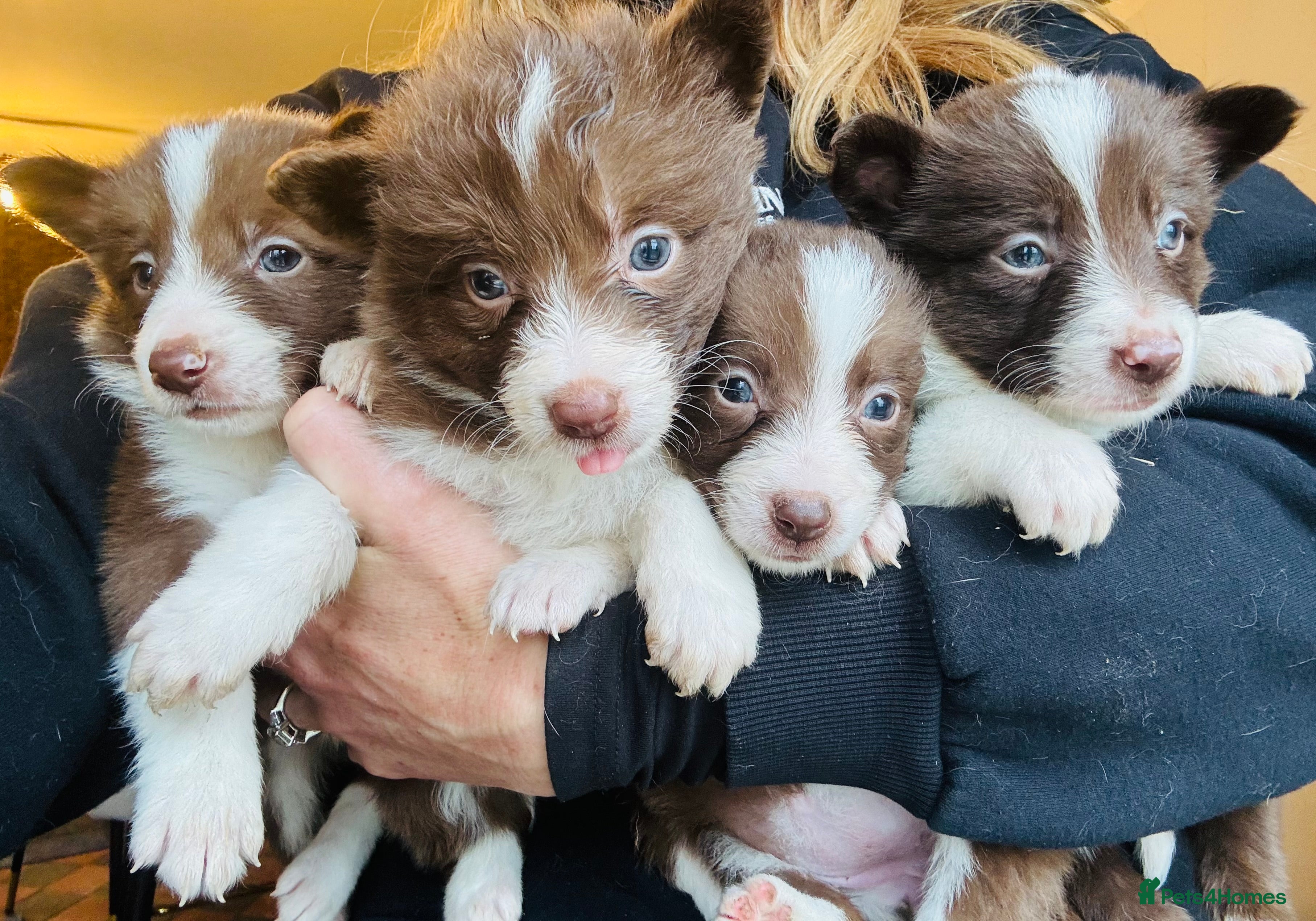 Border Collie dogs Pure Bred Birder Collie Puppies For Sale - Advert 1