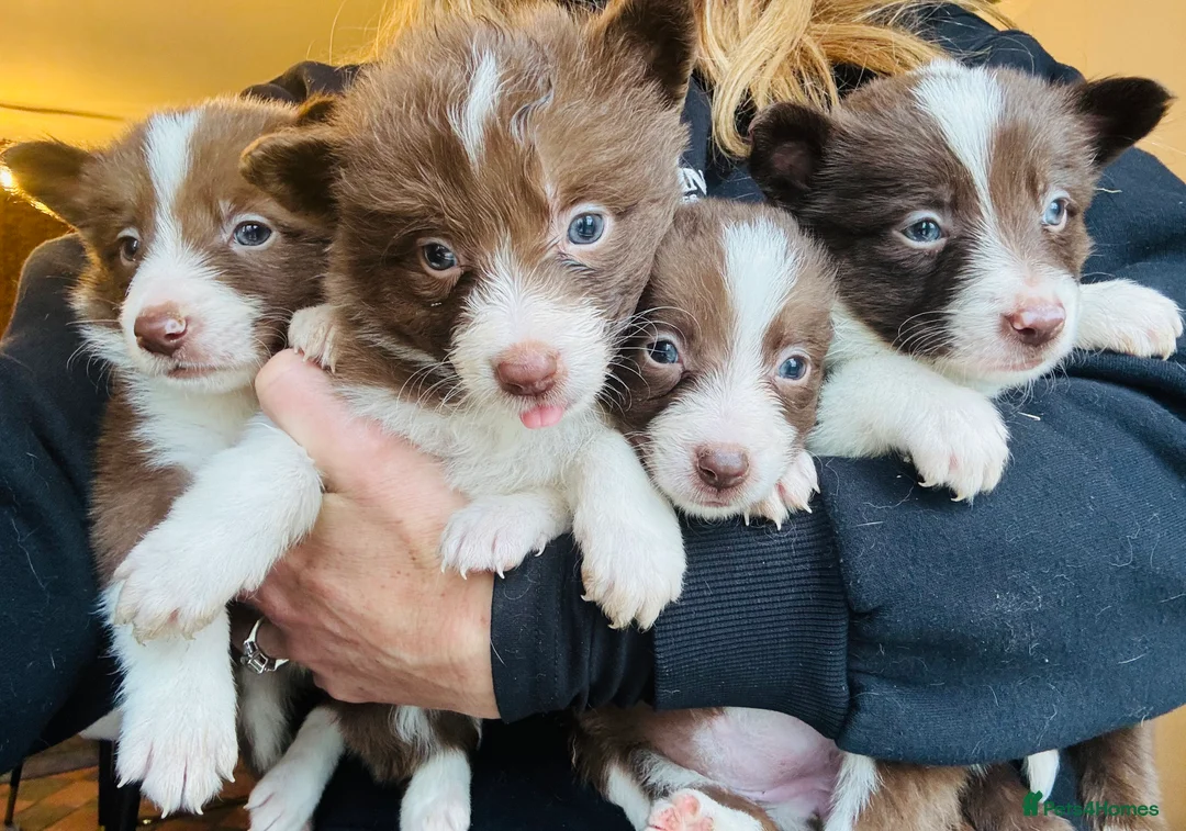 Border Collie dogs for sale: Pure Bred Border Collie Puppies For Sale - Advert 1