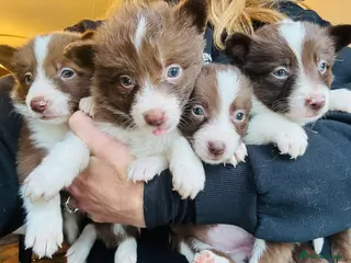 Border Collie dogs Pure Bred Birder Collie Puppies For Sale - Advert 1