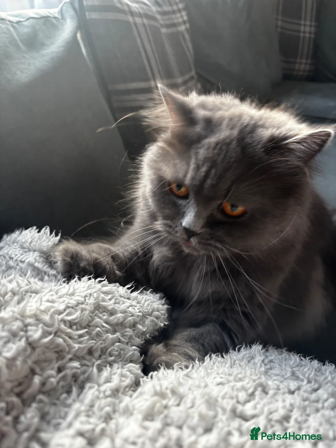 Scottish Fold cats for sale: Scottish Fold - Advert 3