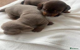 Miniature Dachshund dogs for sale: Miniature dachshund puppies  - Image 10