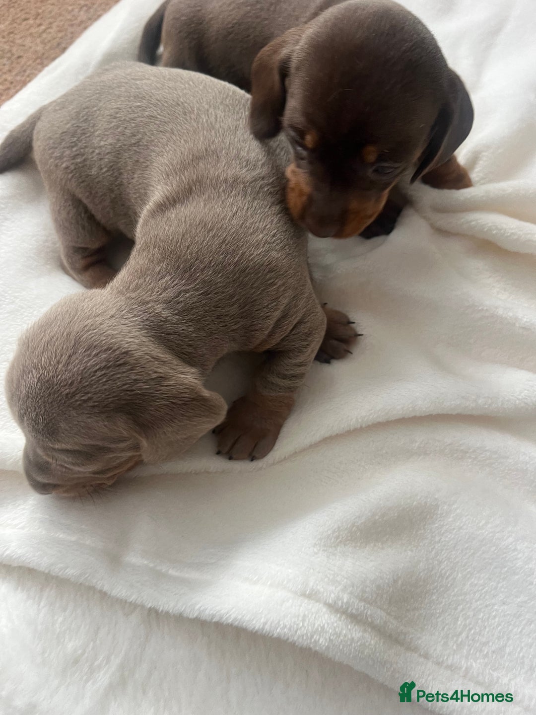 Miniature Dachshund dogs for sale: Miniature dachshund puppies  - Image 10