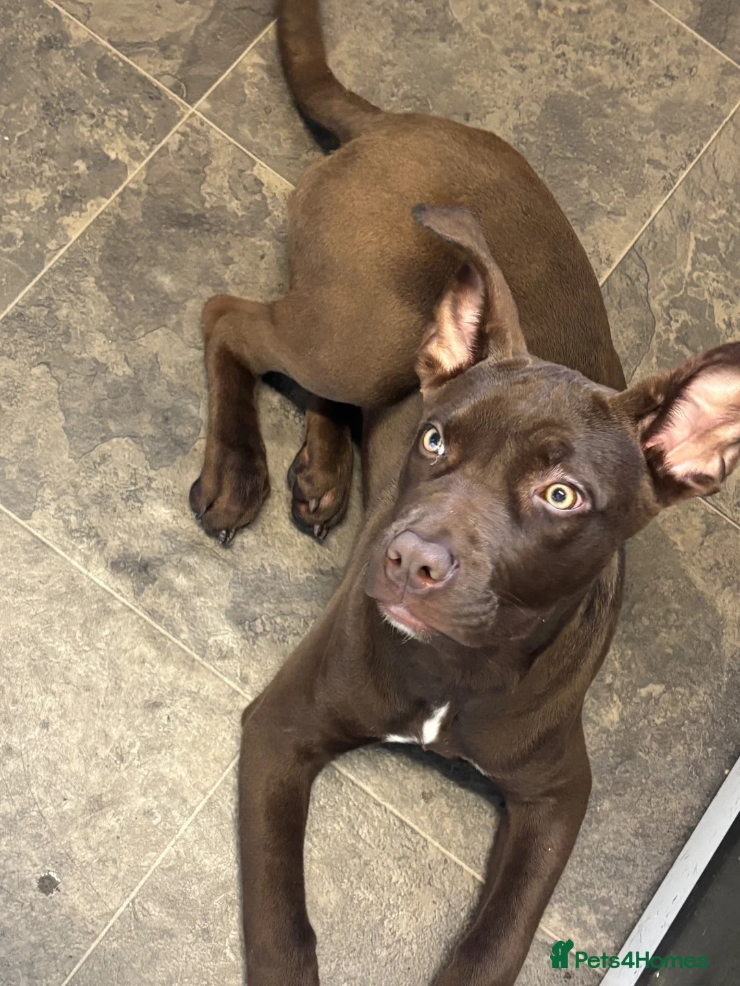 Mixed Breed dogs for sale: Presa pup  - Advert 5