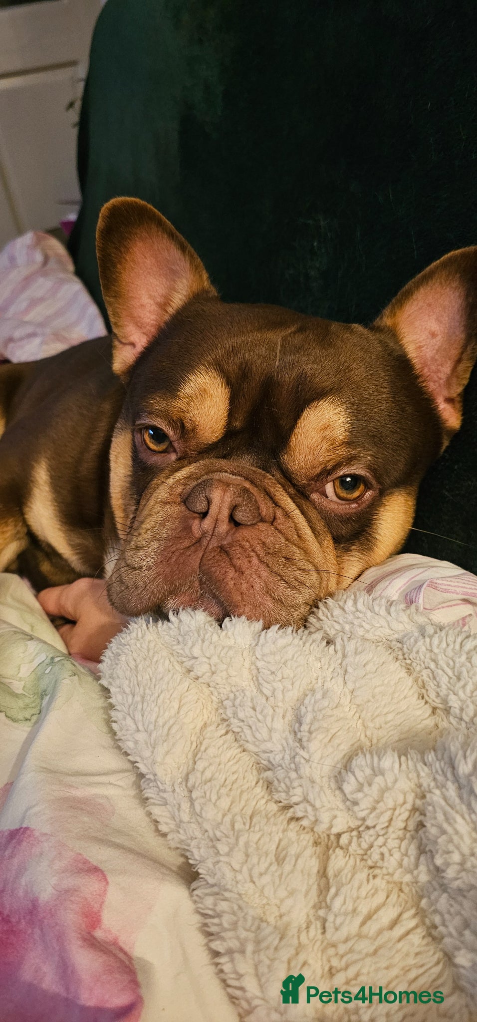 French Bulldog dogs Rolo  - Advert 1