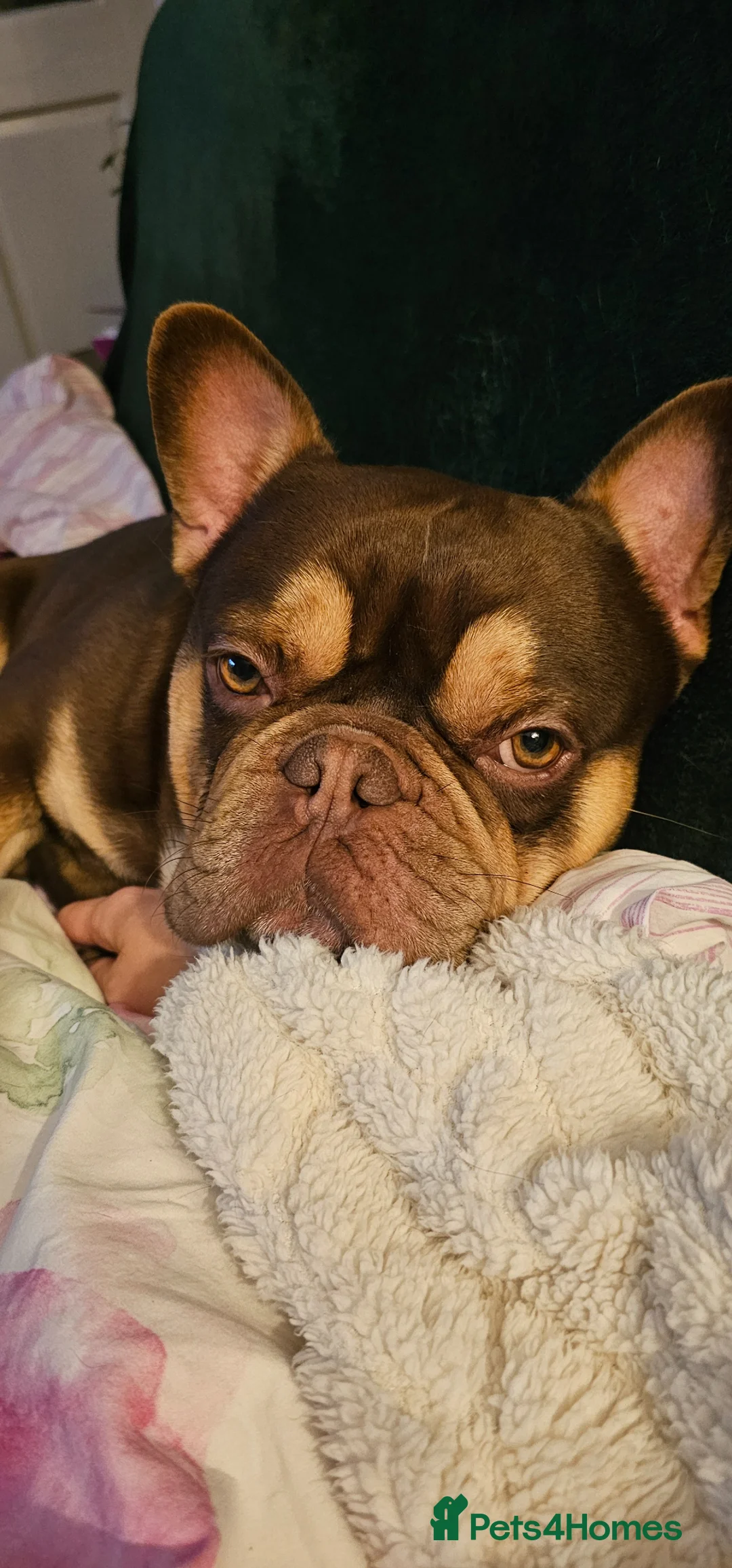French Bulldog dogs for stud: Rolo  in King's Lynn - Advert 1