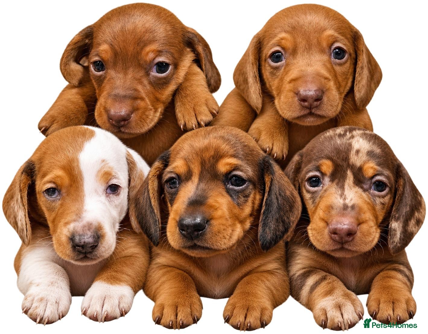 Miniature Dachshund dogs Miniature Dachshunds (short-haired) - Advert 11