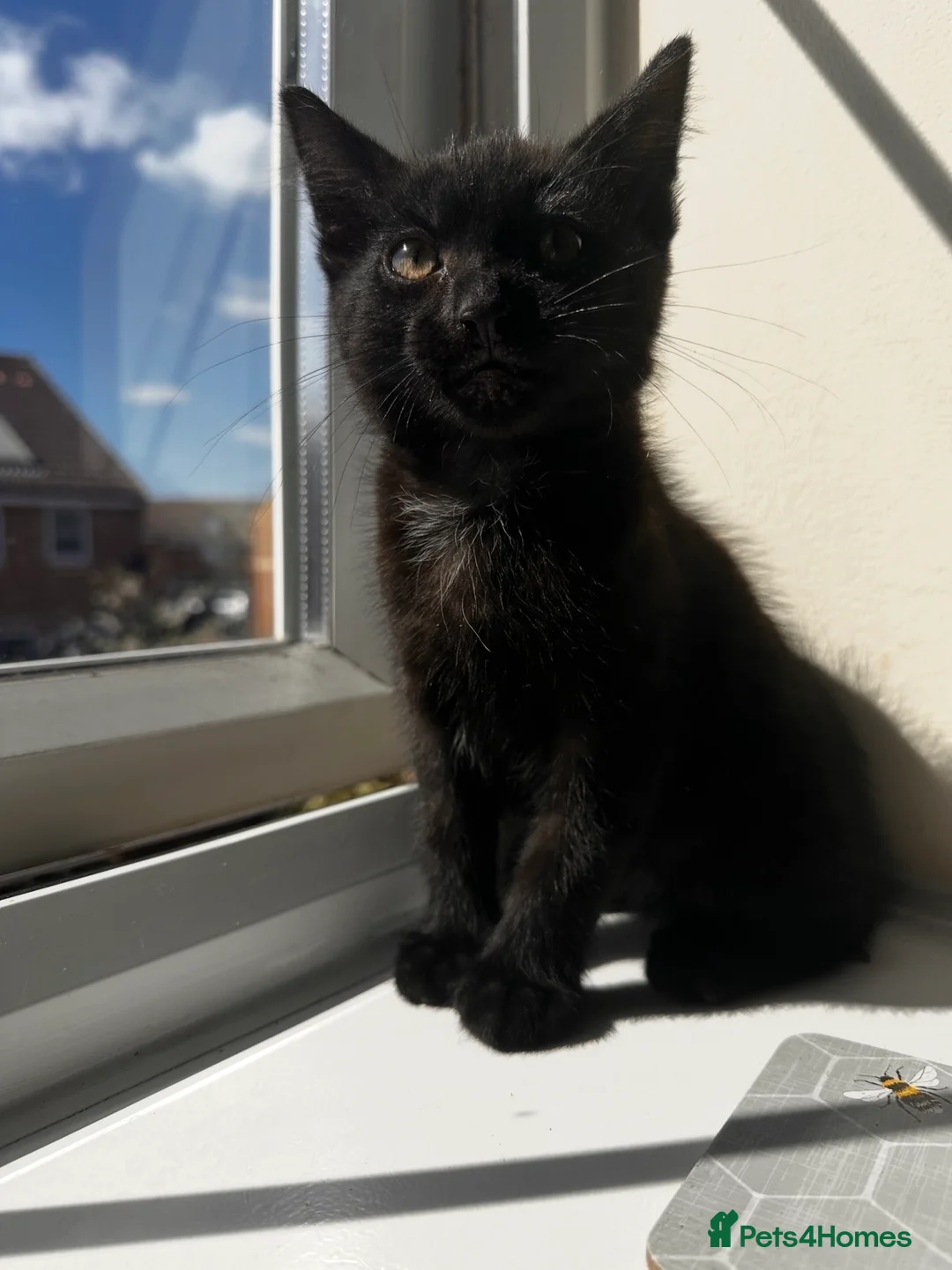 Mixed Breed cats for sale: Sweet black kittens in Bridgwater - Advert 8