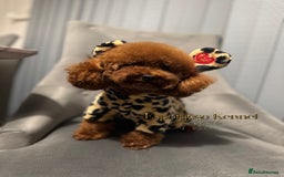 Toy Poodle dogs for stud: 🔥One-in-a-Million Asian ☕️ toy poodle DNA Stud🧸 in Thetford - Image 10