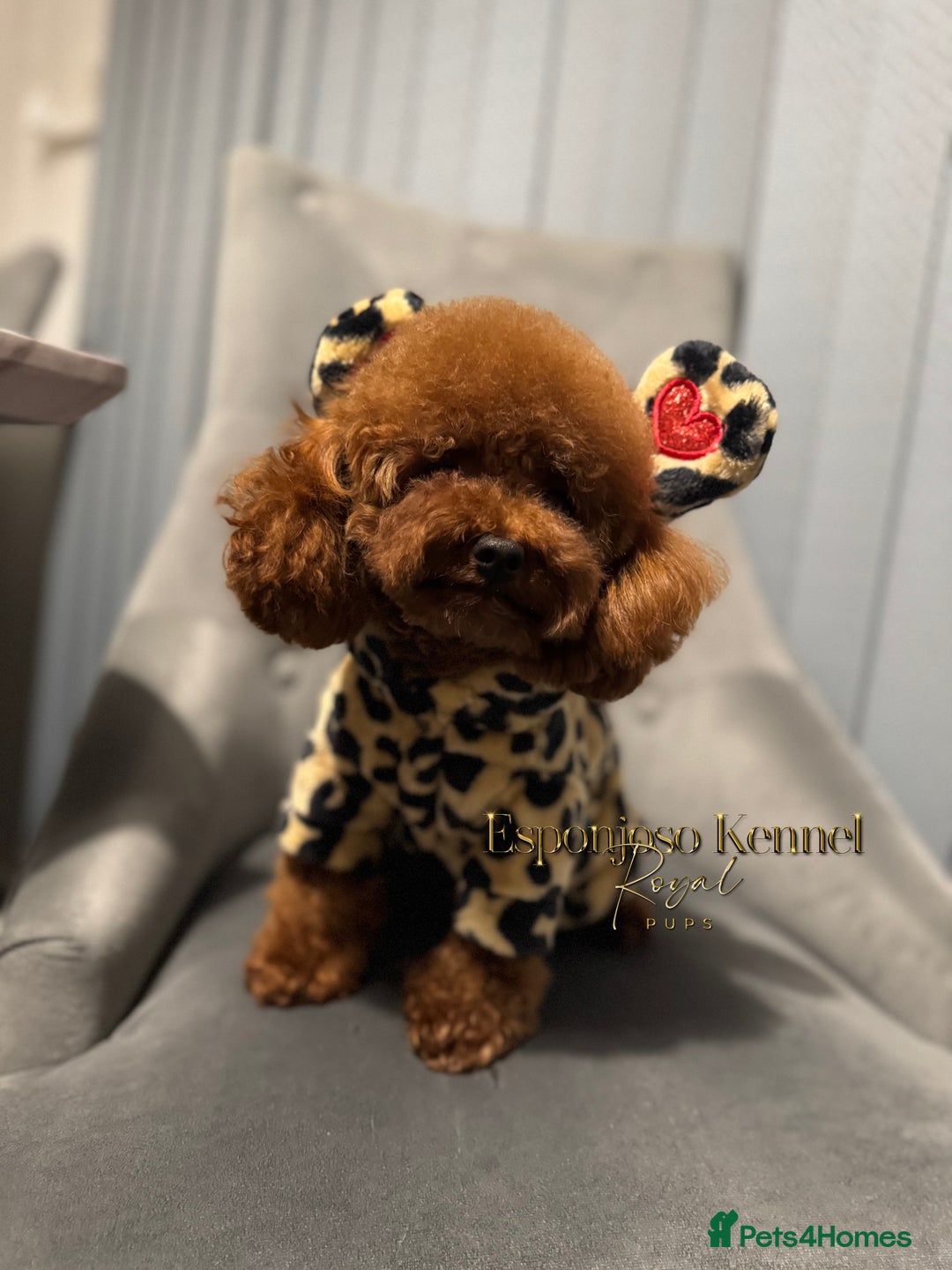 Toy Poodle dogs for stud: 🔥One-in-a-Million Asian ☕️ toy poodle DNA Stud🧸 in Thetford - Image 10