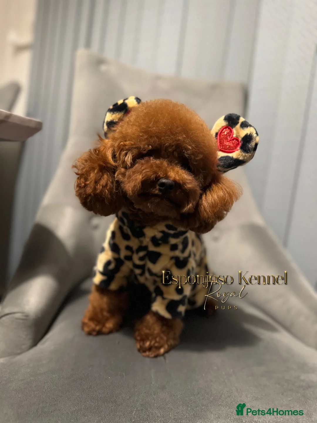 Toy Poodle dogs for stud: 🔥One-in-a-Million teddy Asian toy poodle DNA Stud in Thetford - Advert 19