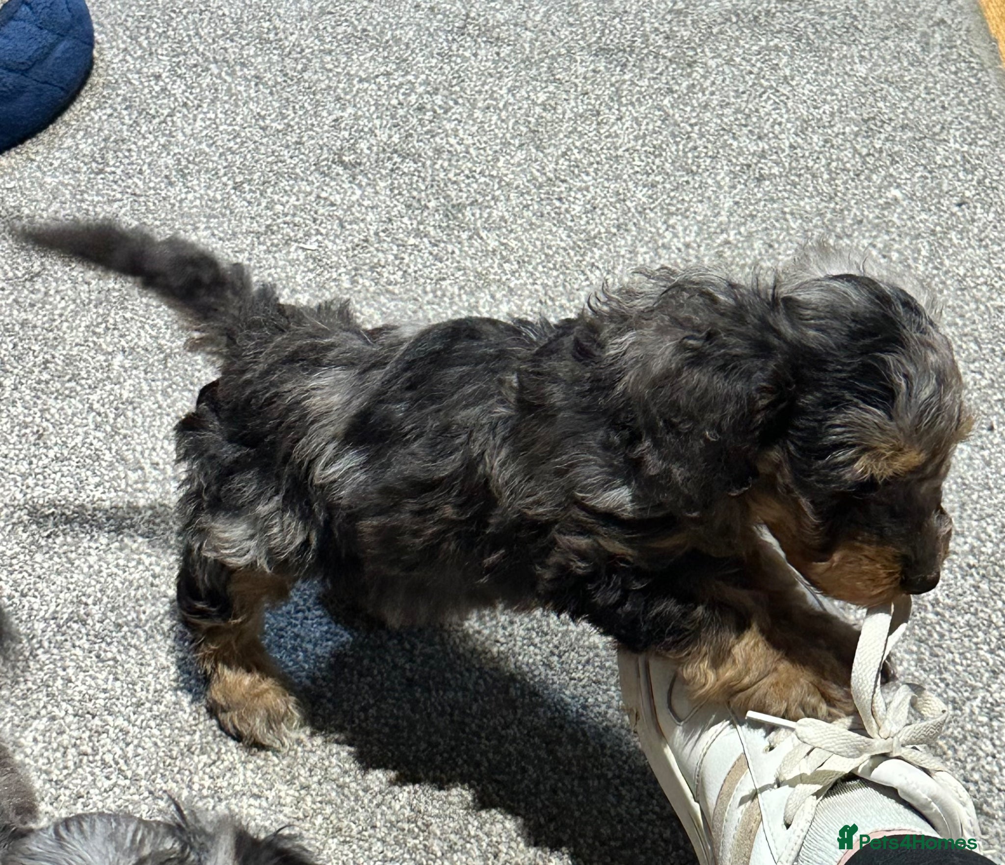 Doxiepoo dogs Stunning dachshund/poodle pups - Advert 2