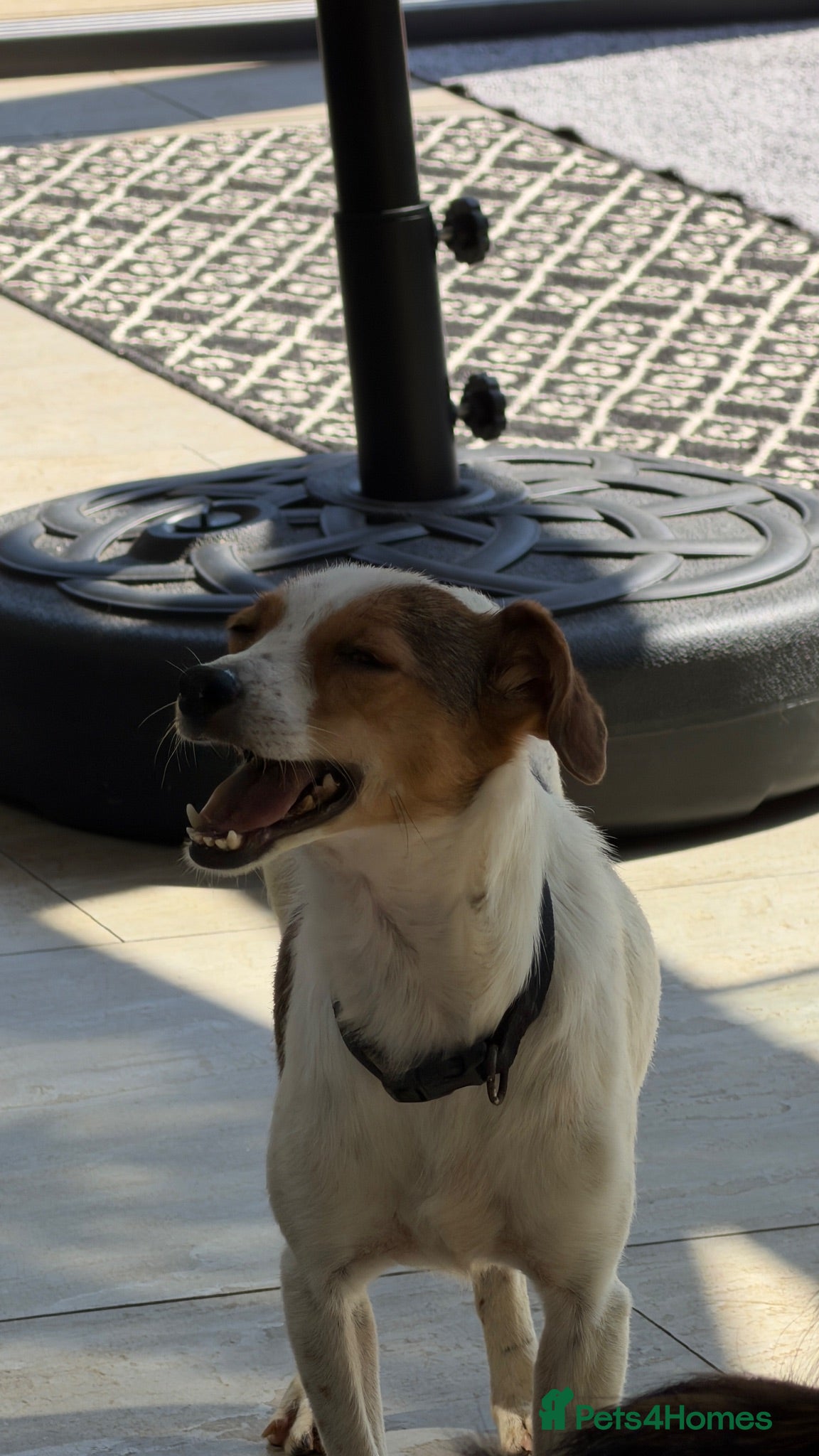 Mixed Breed dogs Gentle | House Trained | Goofy & Sweet - Advert 2
