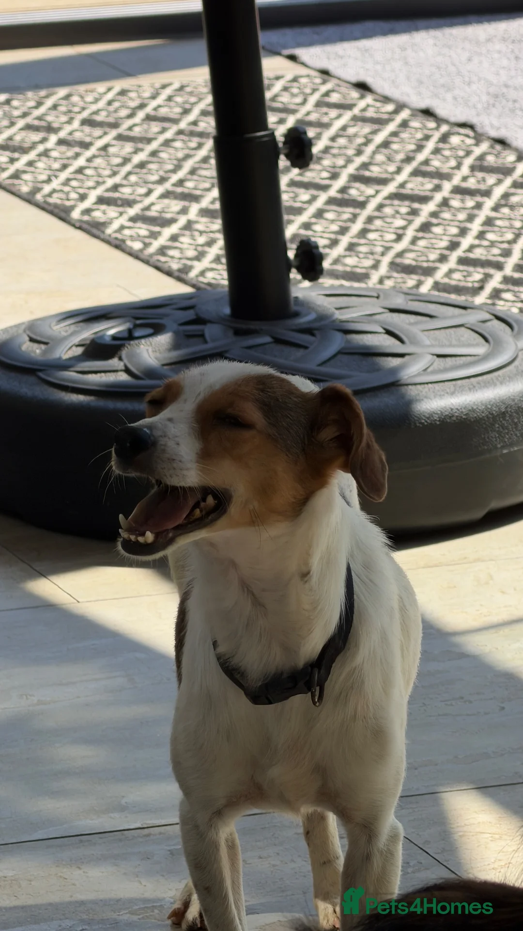 Mixed Breed dogs for adoption: Gentle | House Trained | Goofy & Sweet - Advert 2