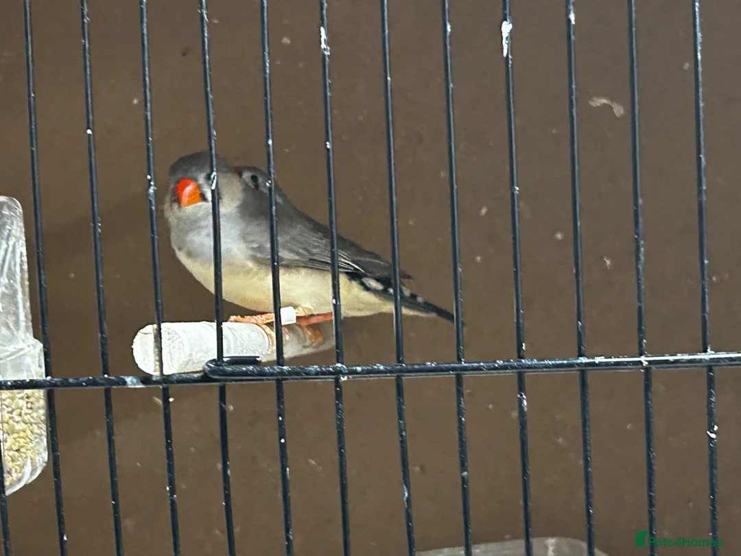 Finches birds for sale: Zebra finches - Advert 10