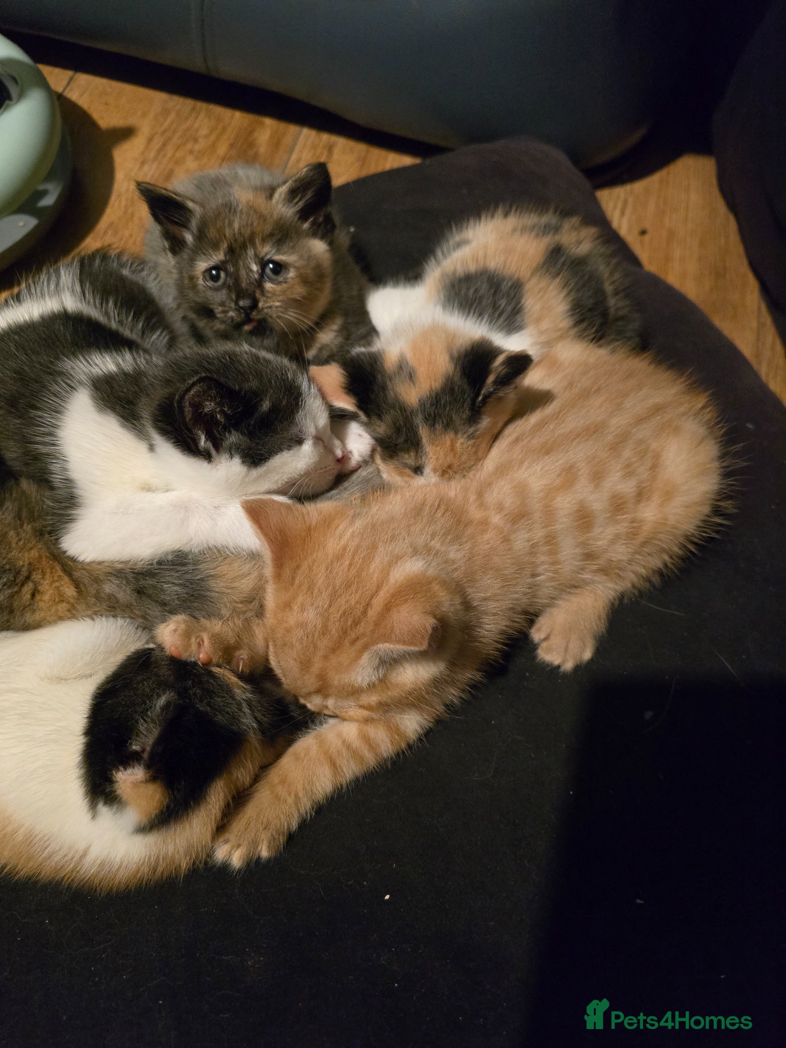 Mixed Breed cats Kittens for sale  - Advert 1