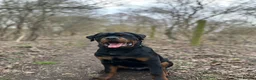 Rottweiler dogs for sale: Pedigree Male Stud Rottweiler Puppy  - Advert 4