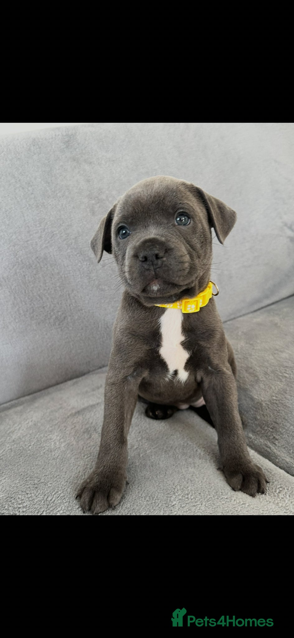 Staffordshire Bull Terrier dogs Staffordshire bull terrier  - Advert 1