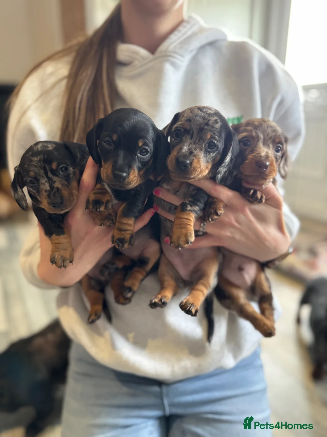Miniature Dachshund dogs for sale: Miniature Dachshund puppies for sale  - Advert 1