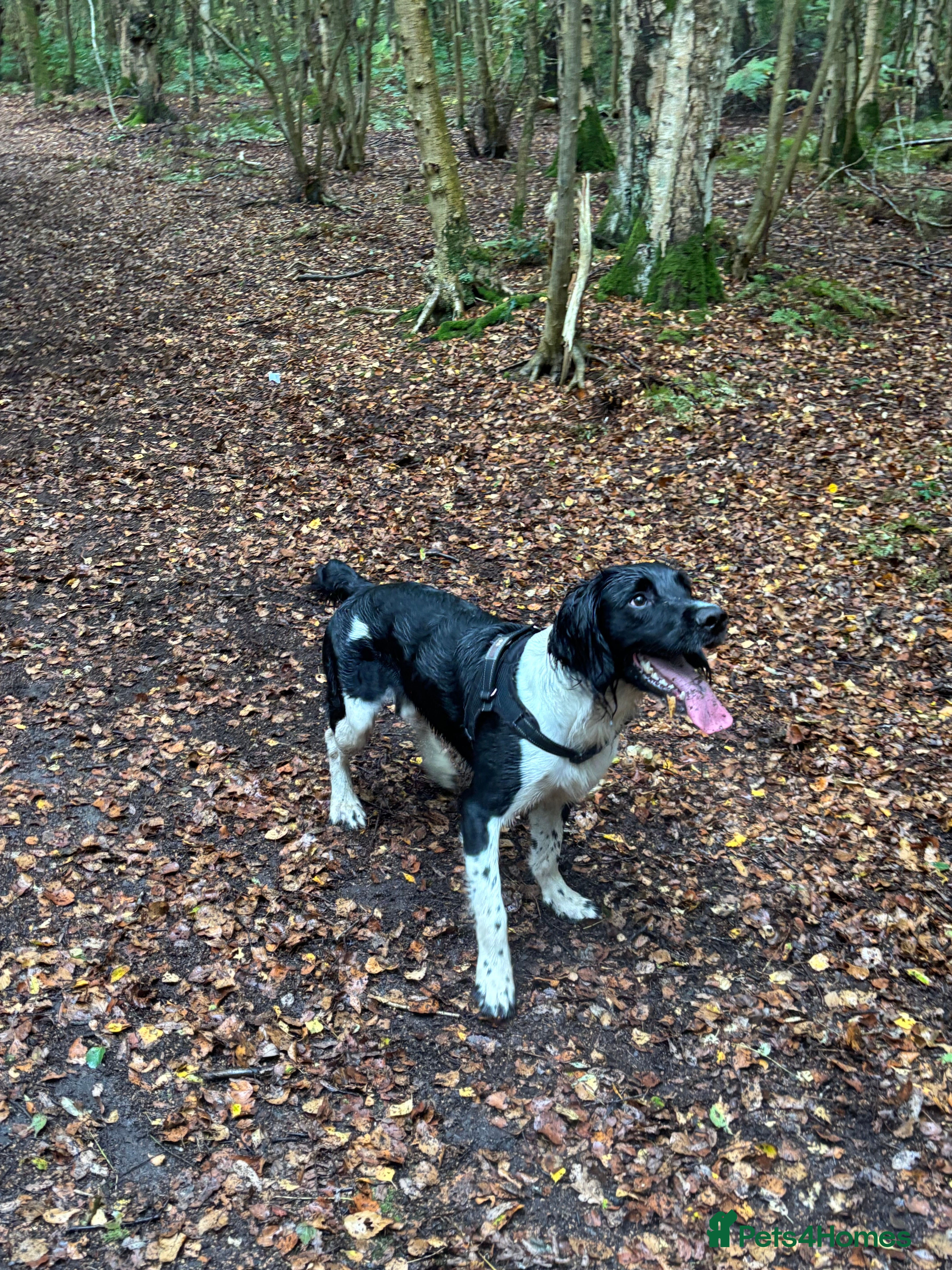 English Springer Spaniel dogs Proven English Sprinter Spaniel for Stud - Advert 11
