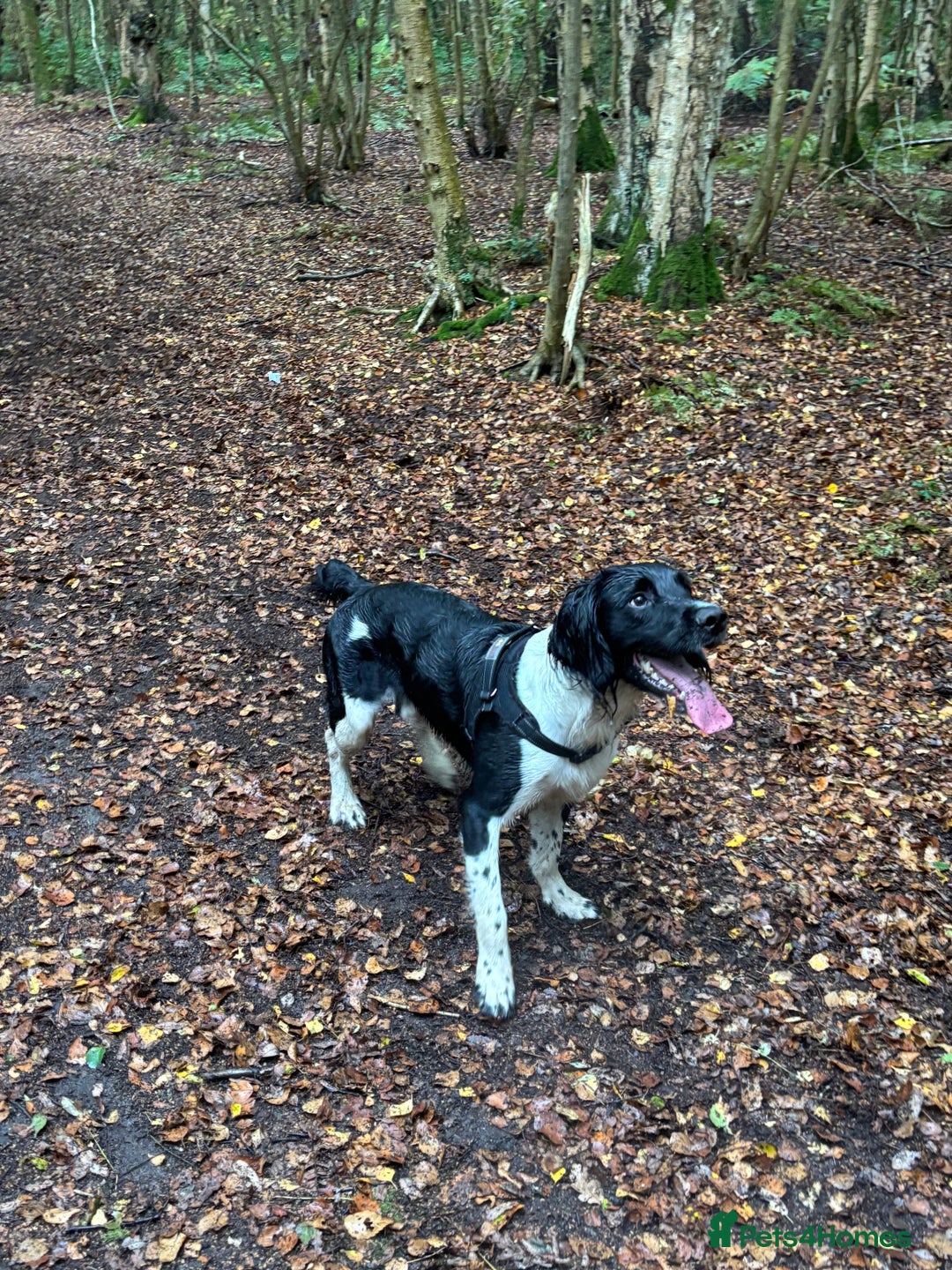 English Springer Spaniel dogs for stud: Proven English Sprinter Spaniel for Stud - Advert 1