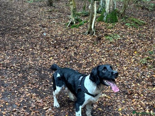 English Springer Spaniel dogs Proven English Sprinter Spaniel for Stud - Advert 2