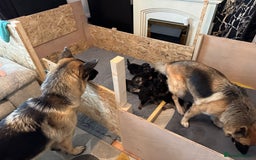 German Shepherd dogs for sale: Beautiful German Shepherd Puppies - Image 19