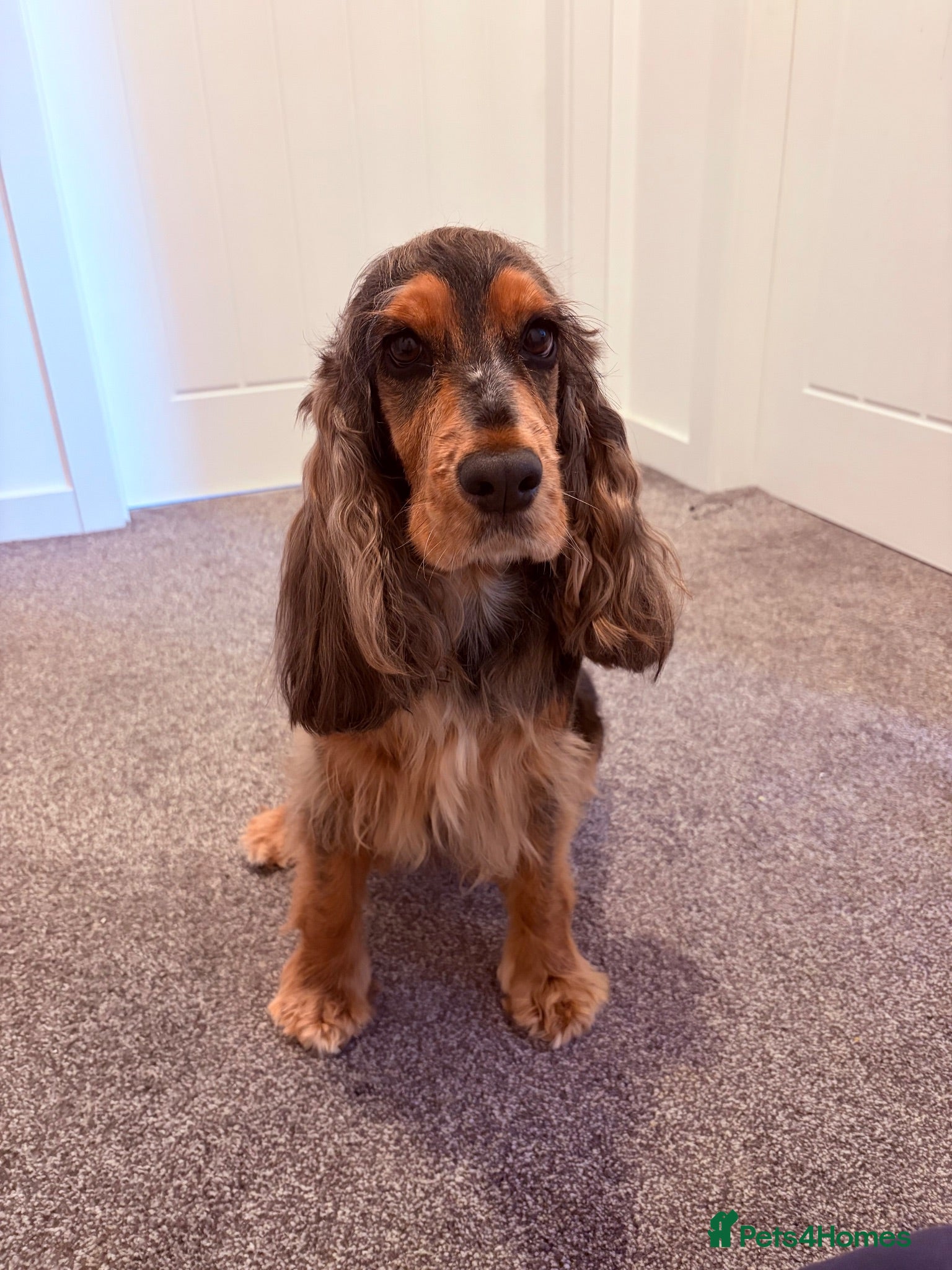 Cocker Spaniel dogs 3 year old female cocker spaniel  - Advert 1