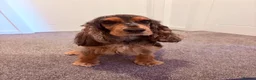 Cocker Spaniel dogs for sale: 3 year old female cocker spaniel  - Advert 3