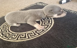 Chihuahua dogs for sale: Beautiful Chihuahua puppies  - Image 11