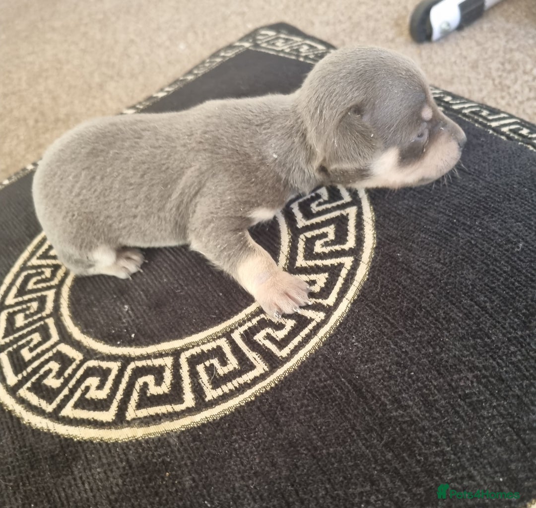 Chihuahua dogs for sale: Beautiful Chihuahua puppies  - Image 11