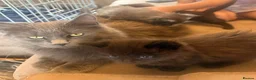 Mixed Breed cats for sale: Two beautiful half Maine Coon kittens - Advert 8