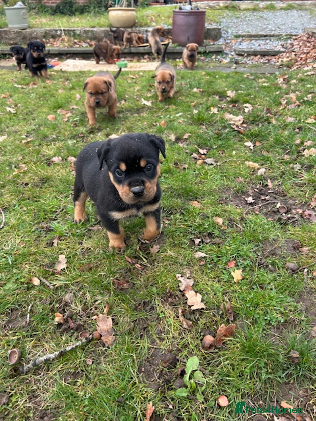 Mixed Breed dogs for sale: Rottweiler - Advert 6