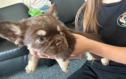 French Bulldog dogs for sale: Nice French puppies  - Image 6