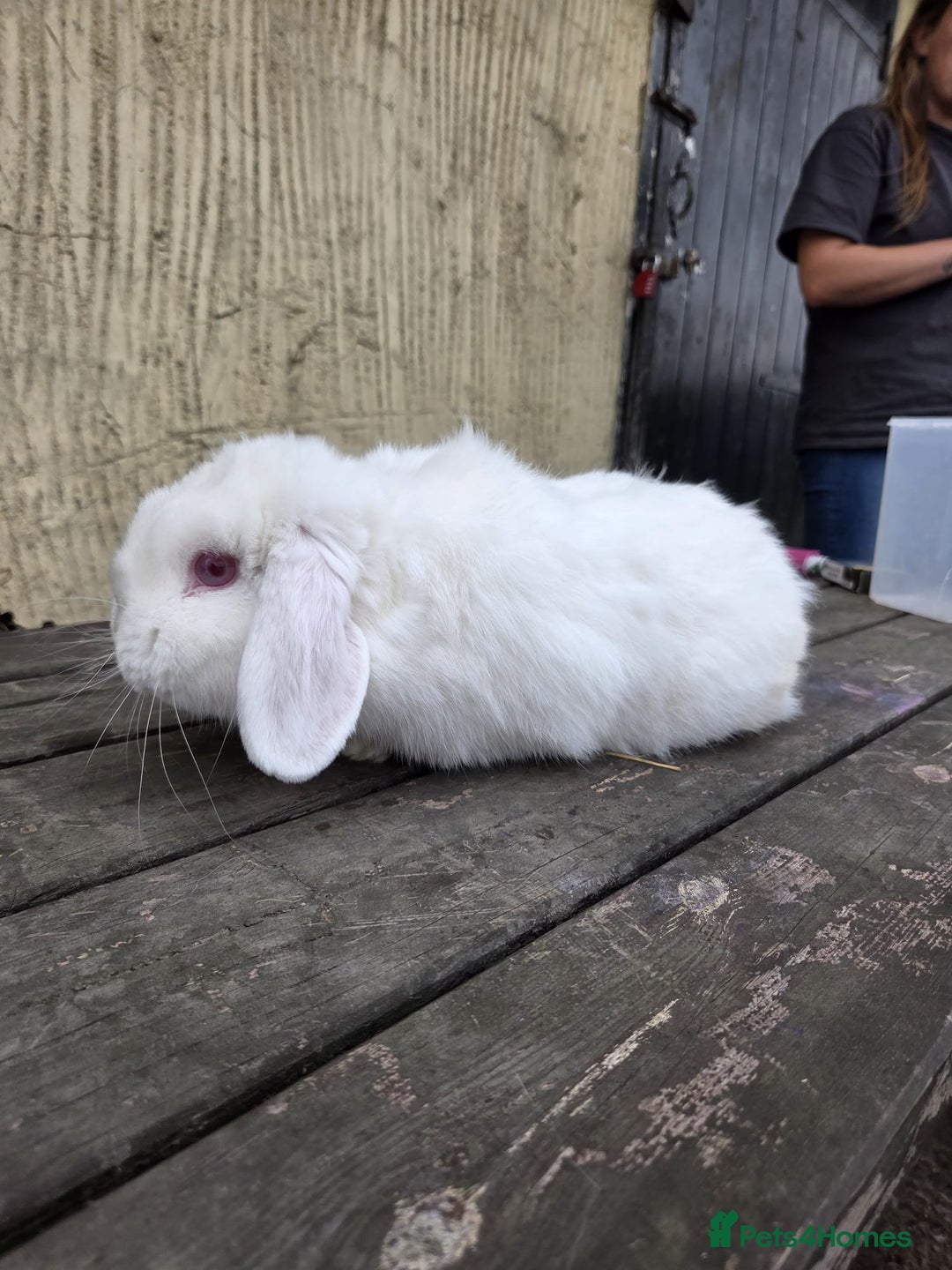 Mini Lop rabbits for sale: Show quality REW buck, 1 year old - Image 3