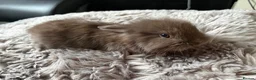 Lionhead rabbits for sale: 6 baby bunnies for sale - Advert 4