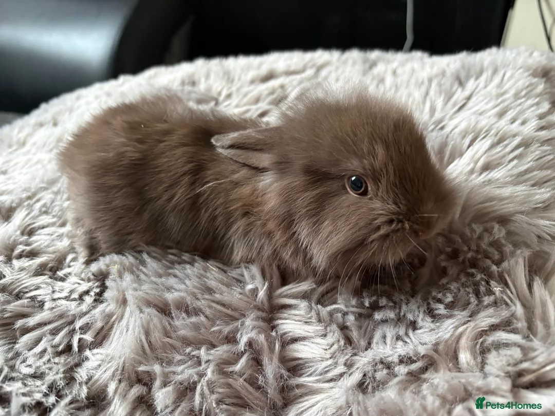 Lionhead rabbits for sale: 6 baby bunnies for sale - Advert 4