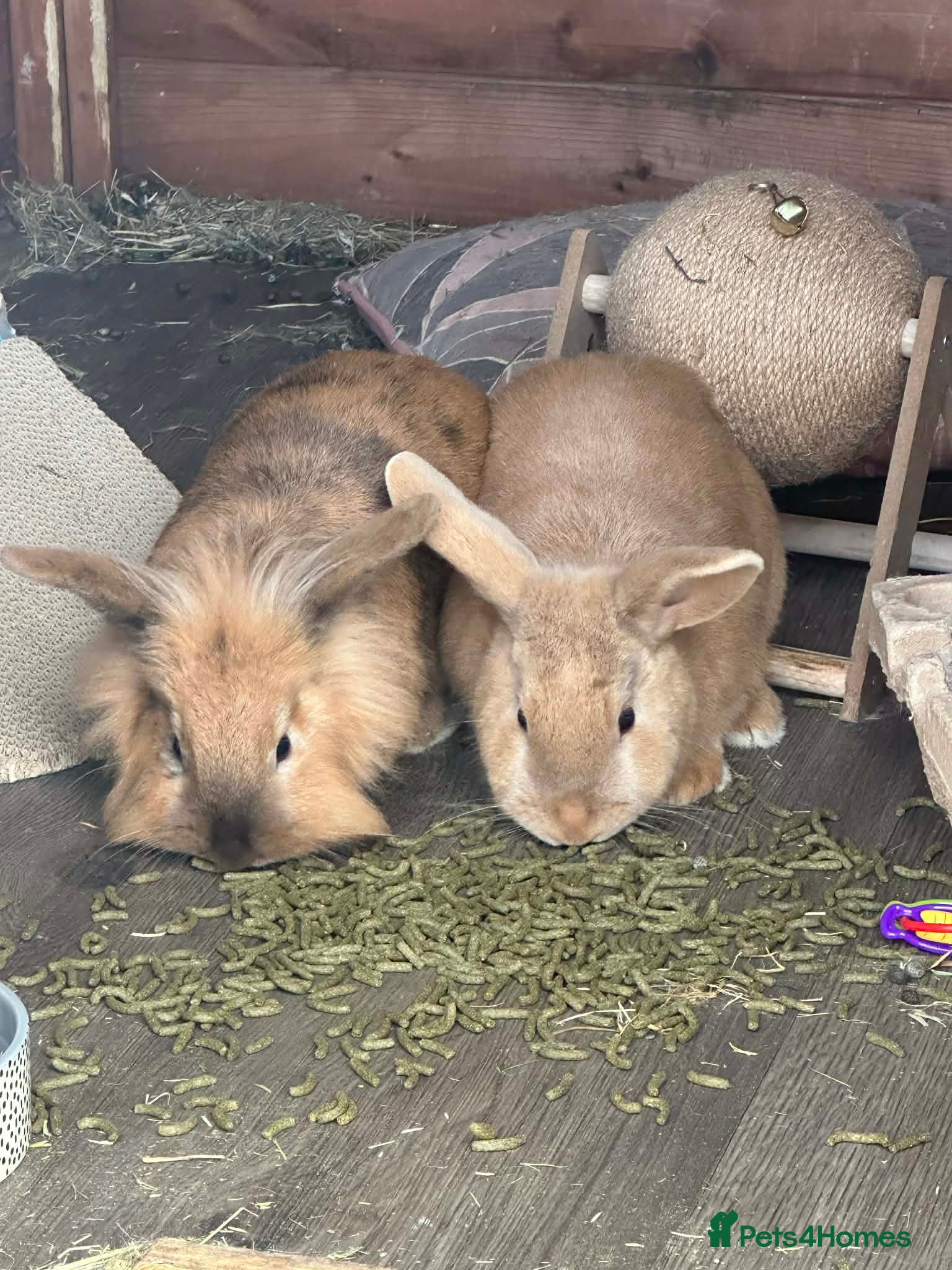 Mixed Breed rabbits Harley Quinn Lionhead pair of rabbits - Advert 2