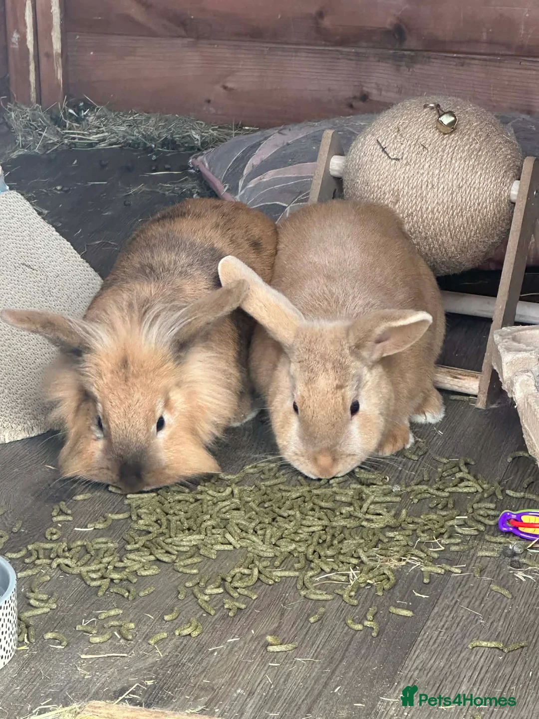 Mixed Breed rabbits for sale: Harley Quinn Lionhead pair of rabbits in Peterborough - Advert 1