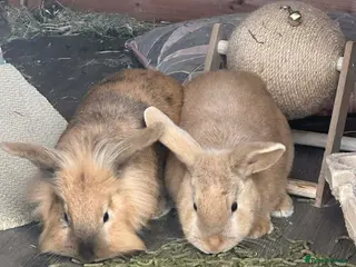 Mixed Breed rabbits Harley Quinn Lionhead pair of rabbits - Advert 2
