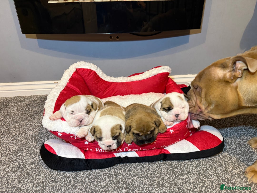 English Bulldog dogs for sale: Exceptional Show-Quality KC English Bulldog Boy - Advert 15