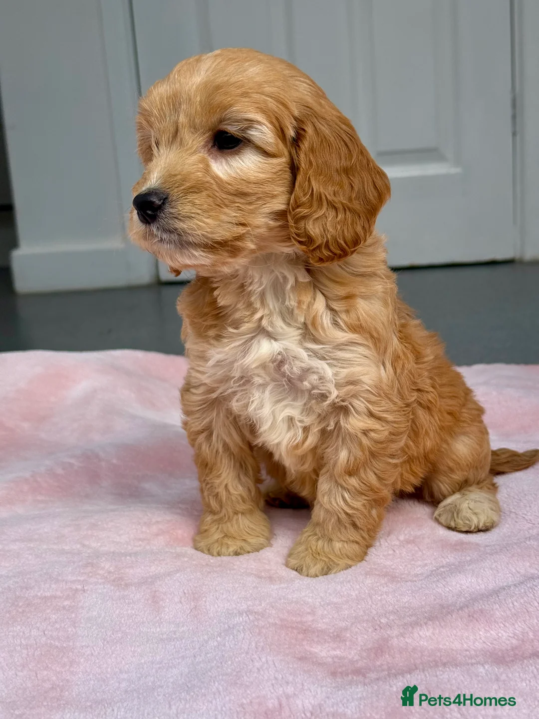 Cockapoo dogs for sale: BLUE MERLE F1 COCKAPOO - Advert 8