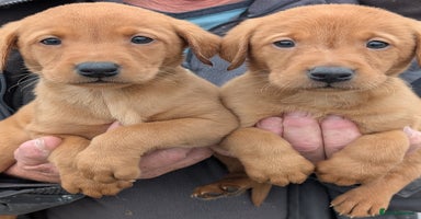 Labrador Retriever dogs - Advert 11