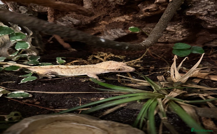 Gecko reptiles - Advert 1