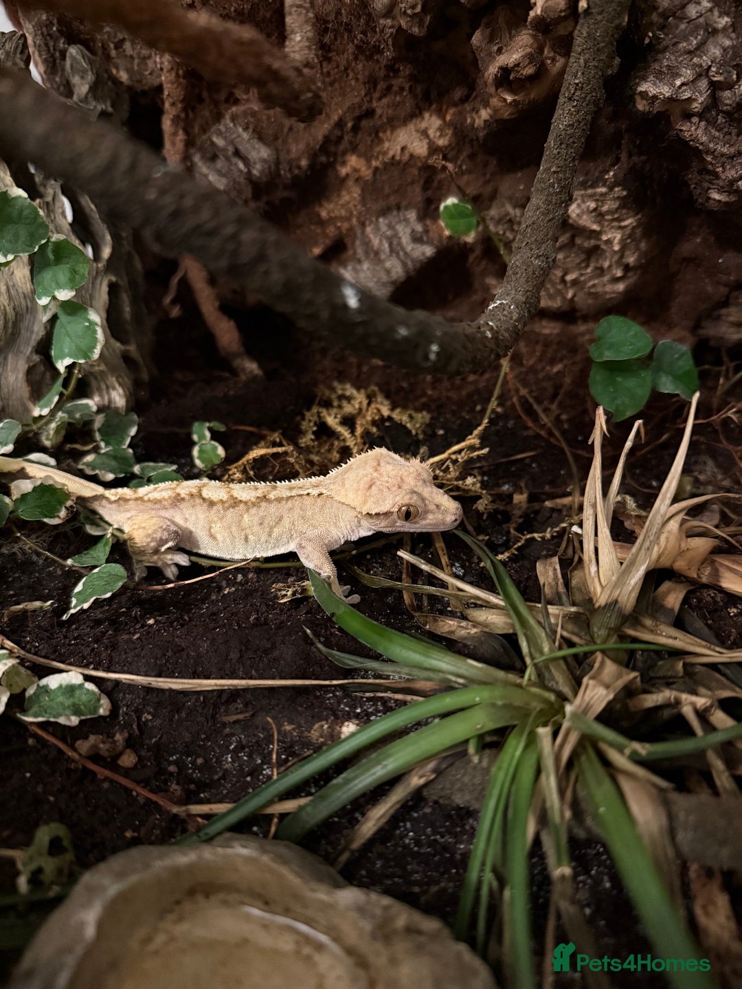 Gecko reptiles for sale: Adult Crested Gecko  - Image 1
