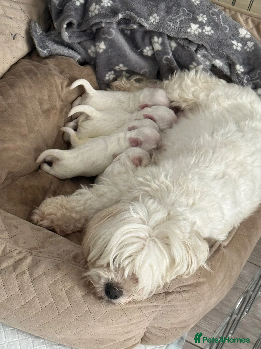 Maltese dogs for sale: Maltese puppies  in Denny - Advert 1