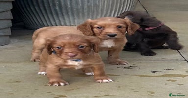 Cocker Spaniel dogs - Advert 2