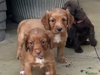 Cocker Spaniel dogs - Advert 9